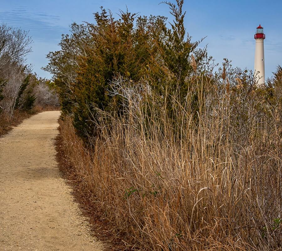 cape may point state park trail with lighthouse in the background